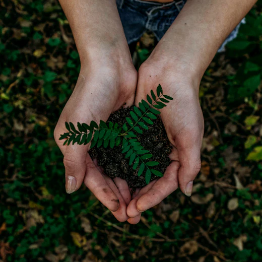 Cupped hands holding a young green seedling