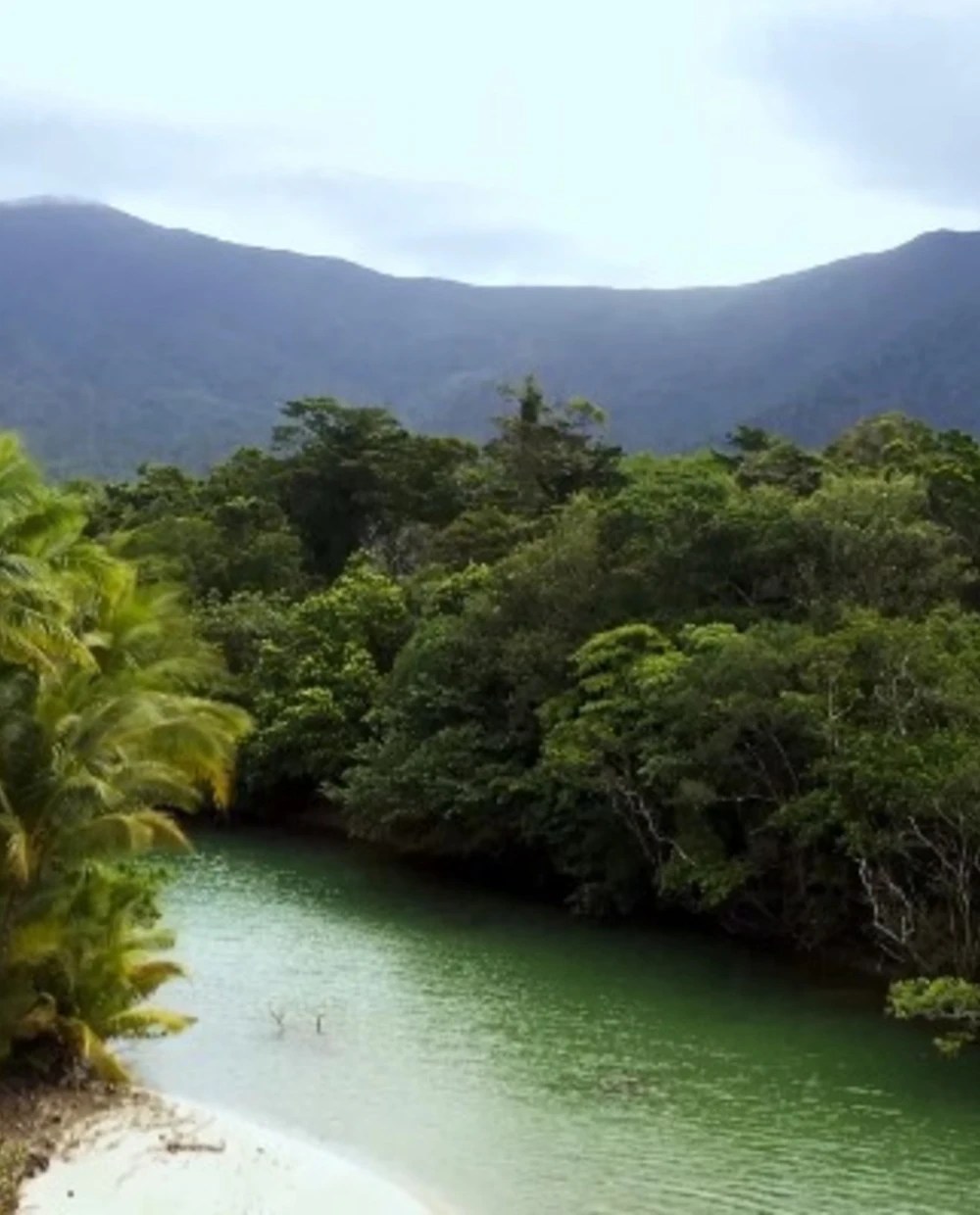 Tropical river winding through dense rainforest